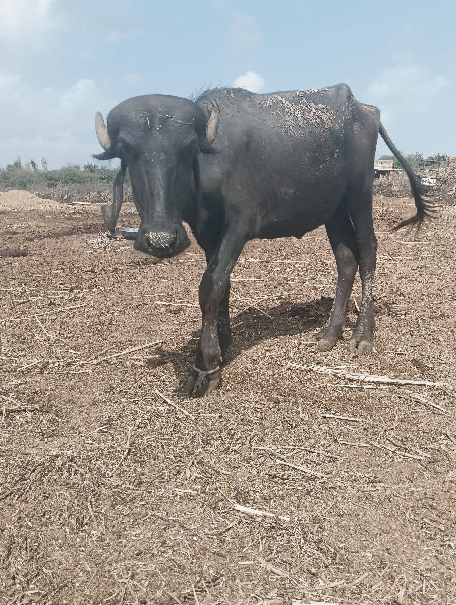 પાડી વેચવાની છે