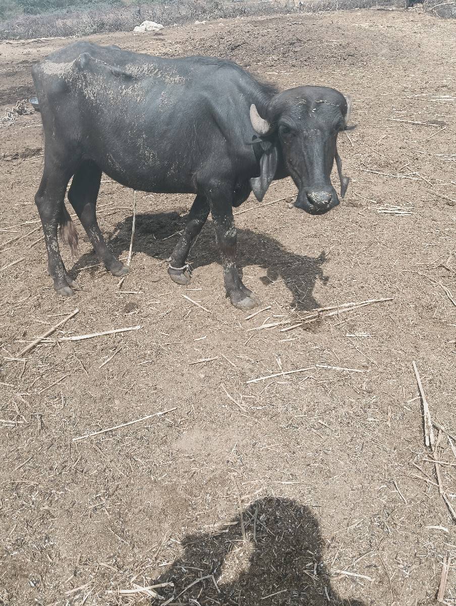 પાડી વેચવાની છે