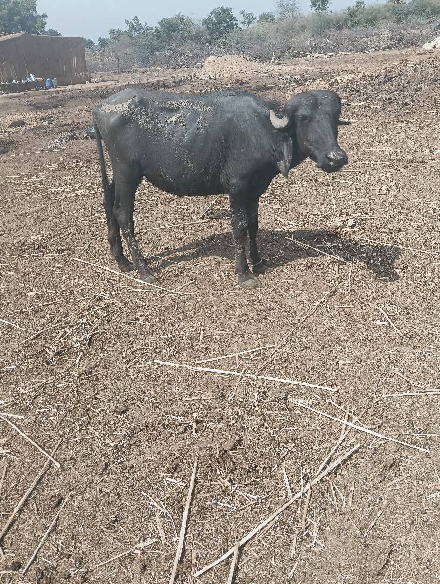 પાડી વેચવાની છે