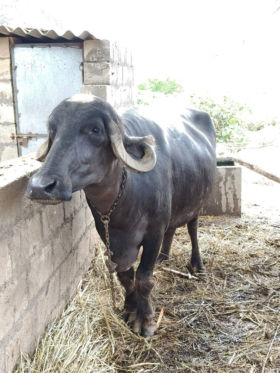 પેલું વેતર ભેંસ