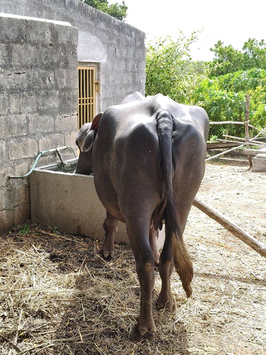 પેલું વેતર ભેંસ