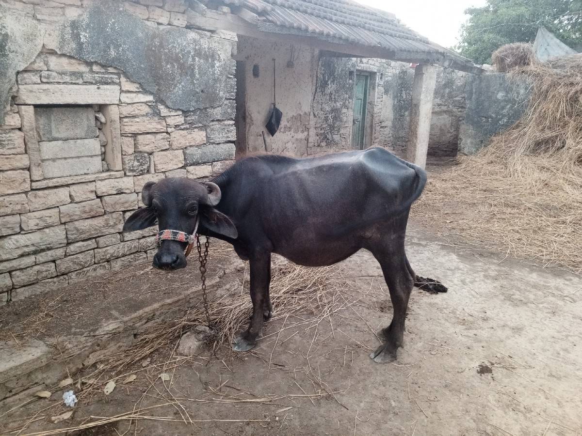 ખળેલી વેચવાની છે