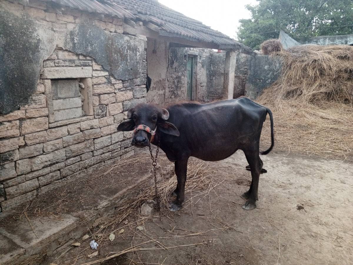 ખળેલી વેચવાની છે