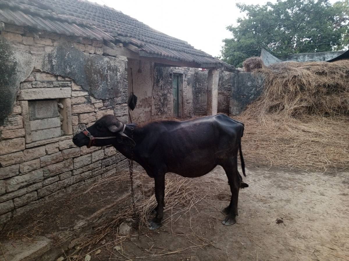 ખળેલી વેચવાની છે