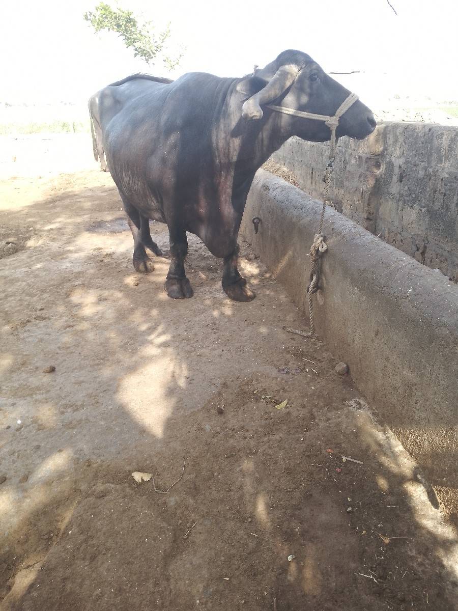 ભેંસ વેચવાની છે