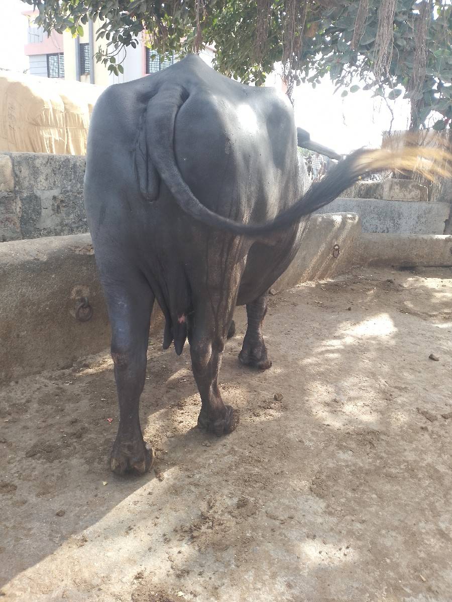 ભેંસ વેચવાની છે