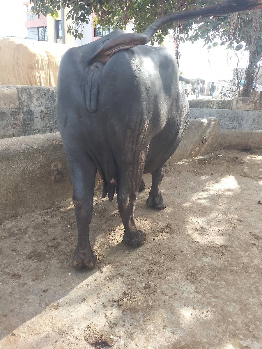 ભેંસ વેચવાની છે