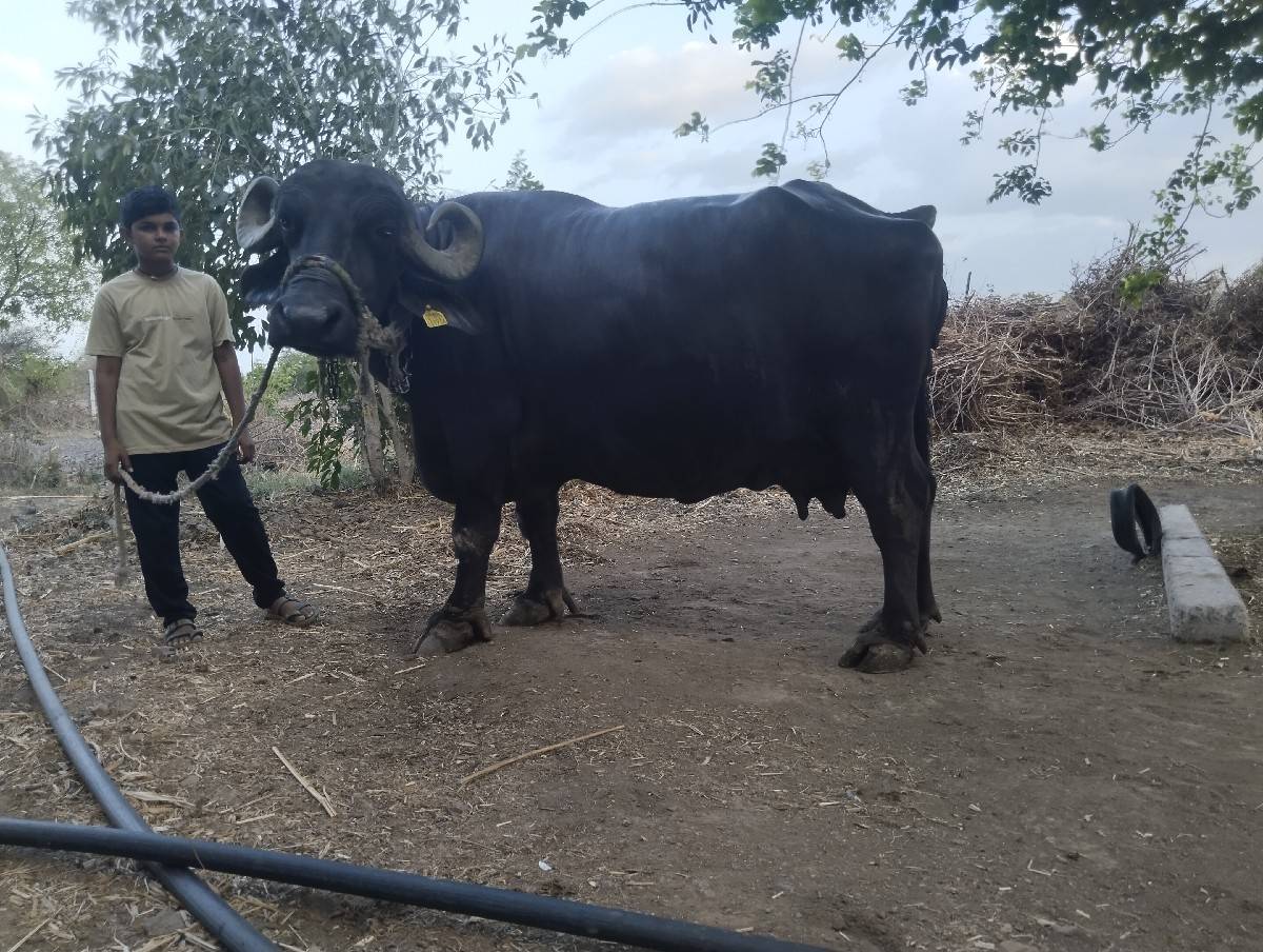 જાફરાબાદી ભેંસ