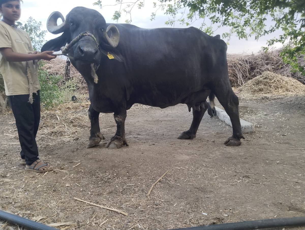 જાફરાબાદી ભેંસ