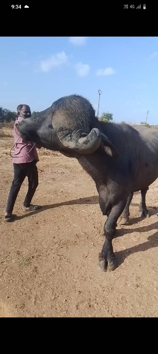 આ પાડો વેચવાનો છે