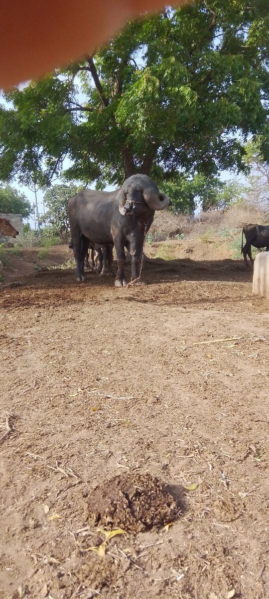 આ પાડો વેચવાનો છે