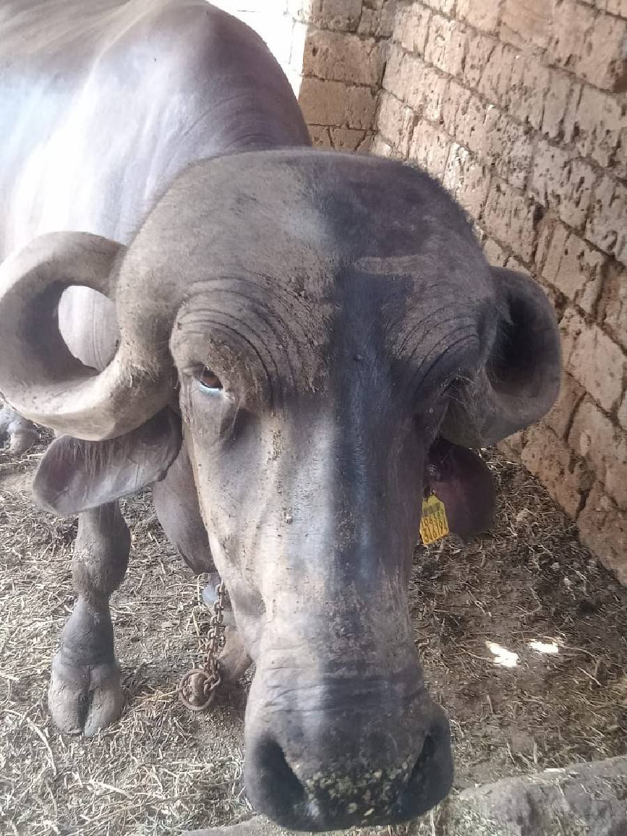 ભેંસ વેચવાની છે