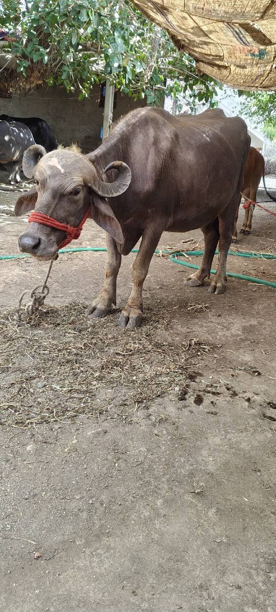 પેલા વેતર ની ખડેલી