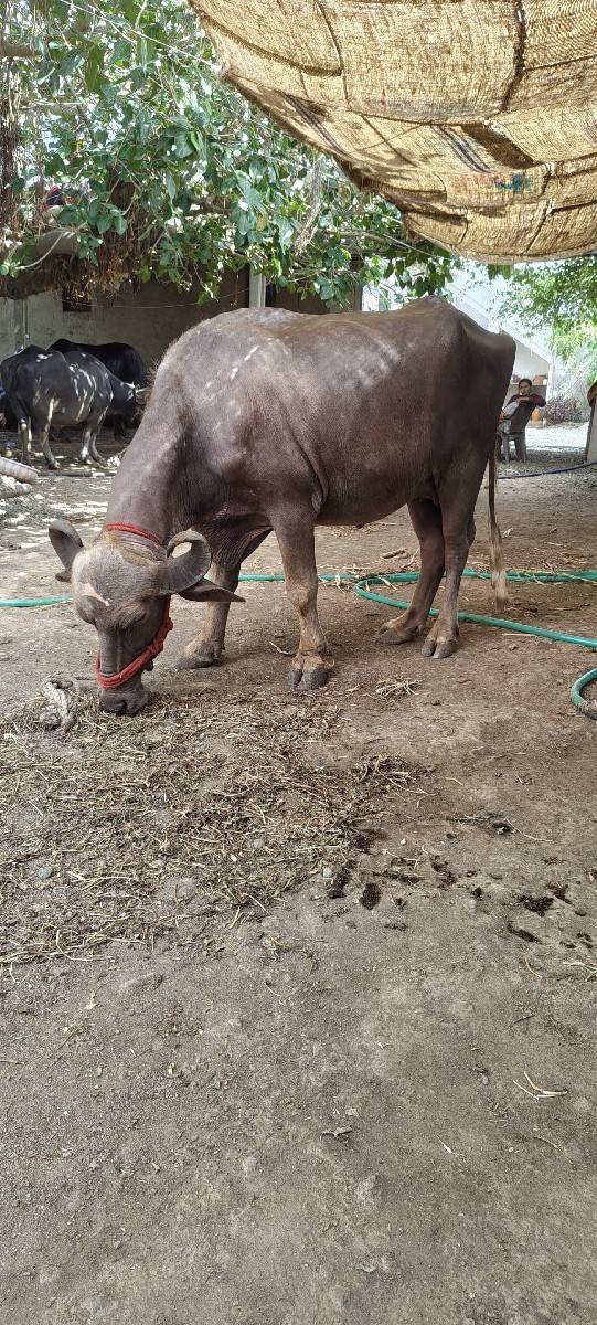 પેલા વેતર ની ખડેલી