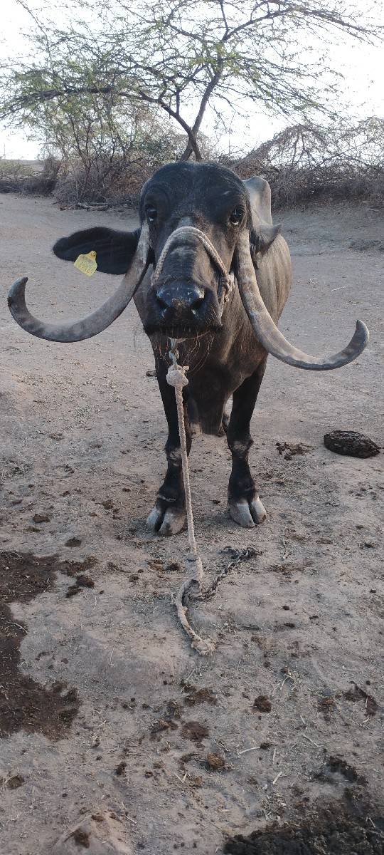 9724615265