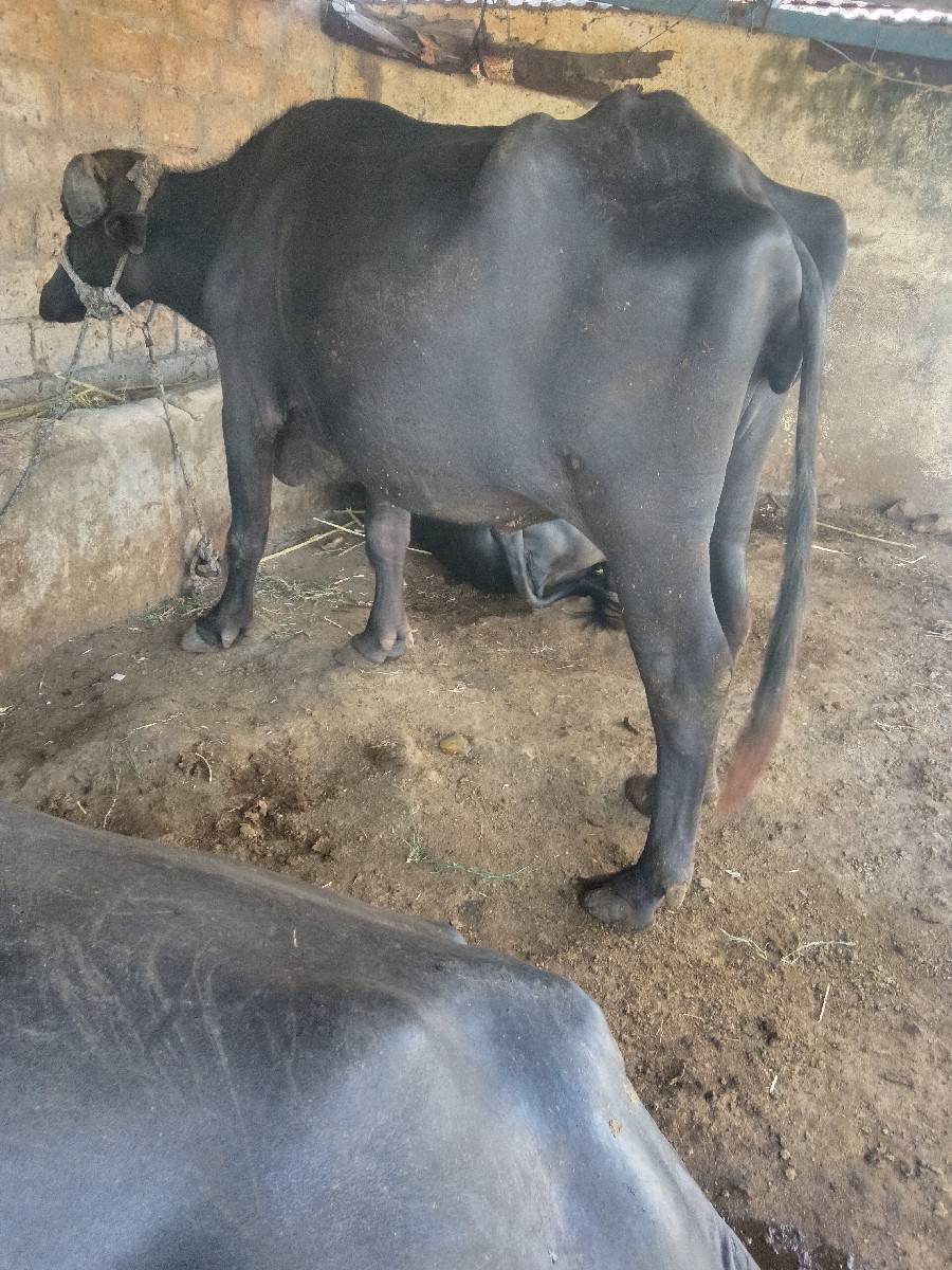 godalbhai Varotariya