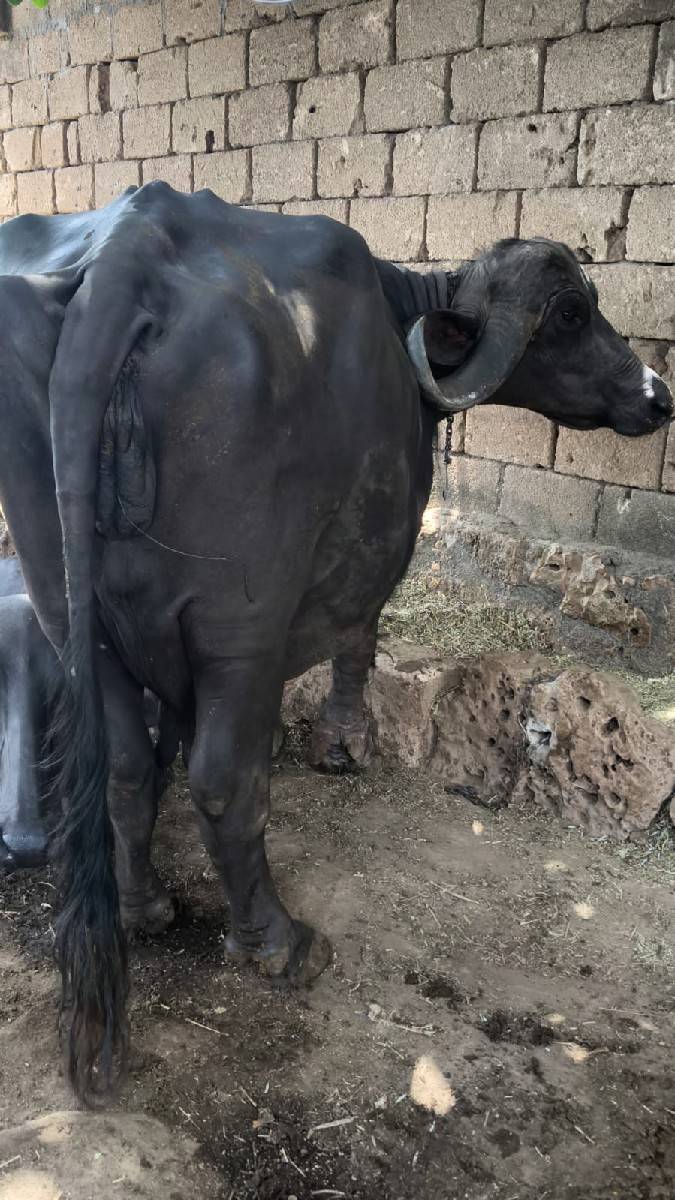 જાફરાબાદી ભેંસ વેચવાની છે