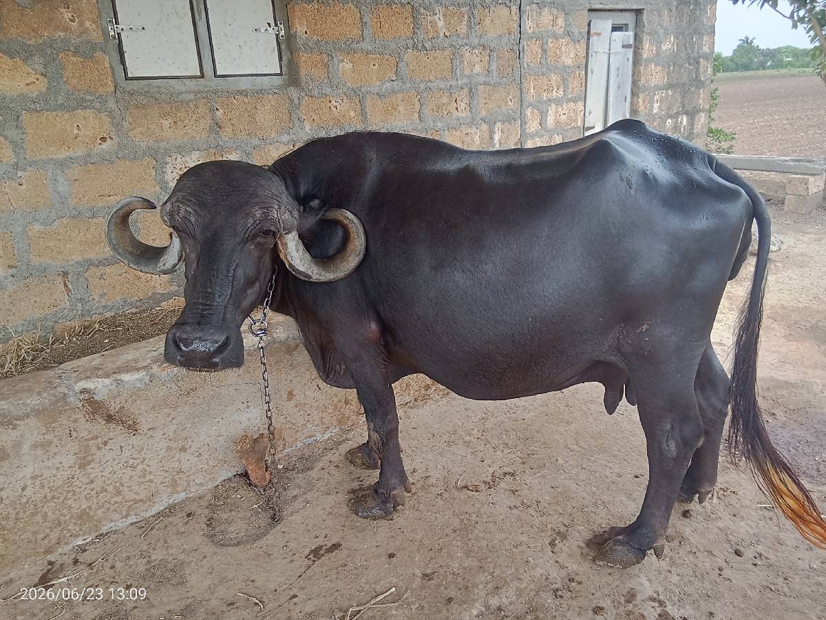 ભેંસ વેચવાની છે