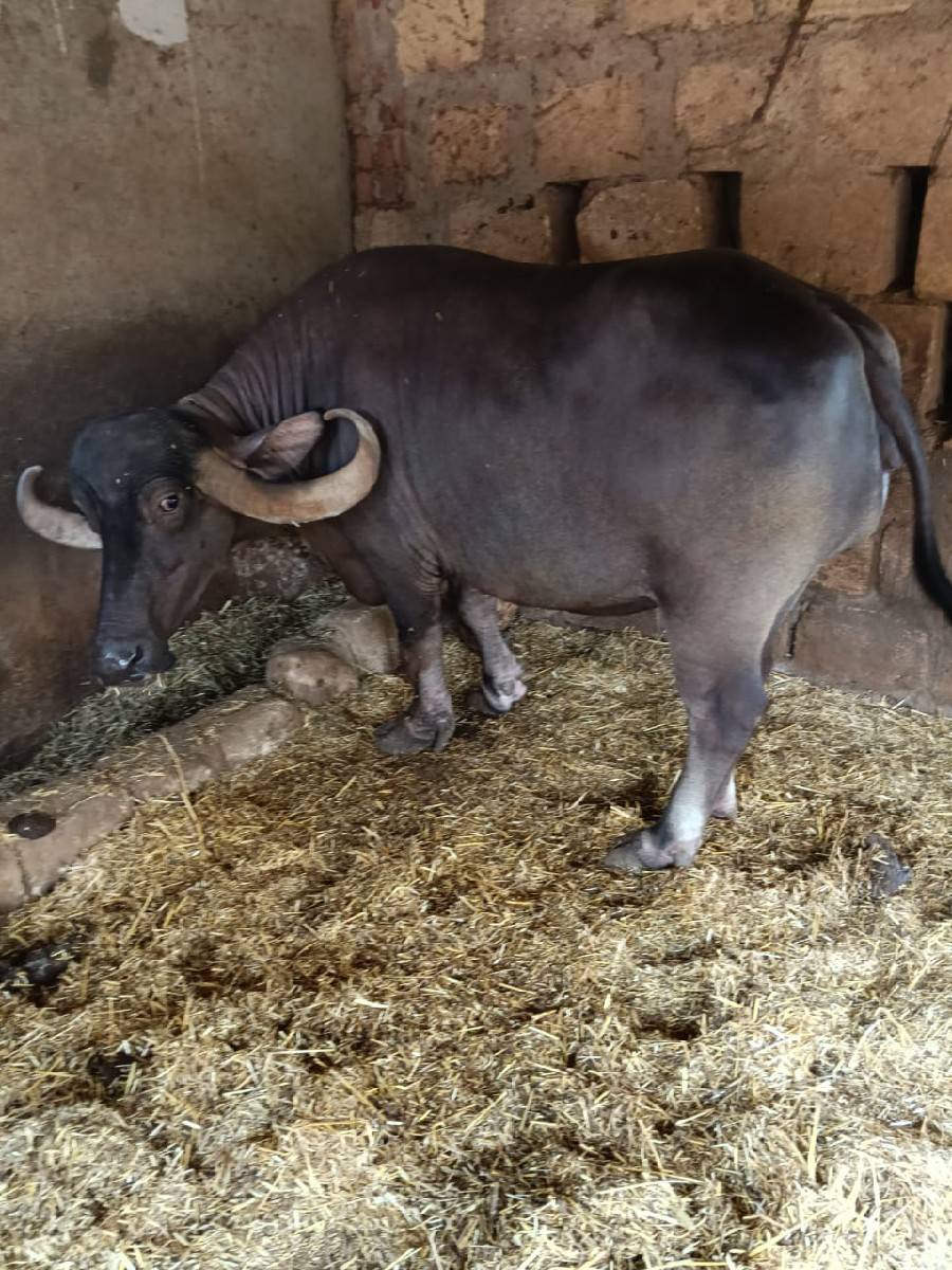 વેચવાનું છે