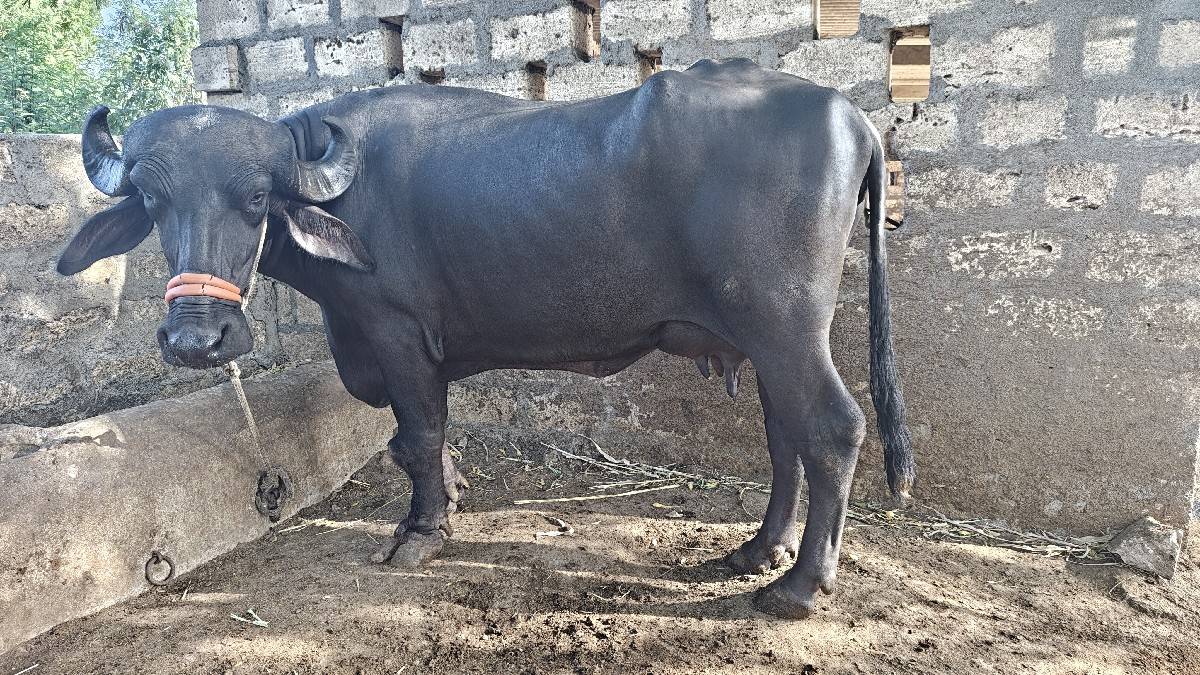 ભેંસ વેચવાની છે