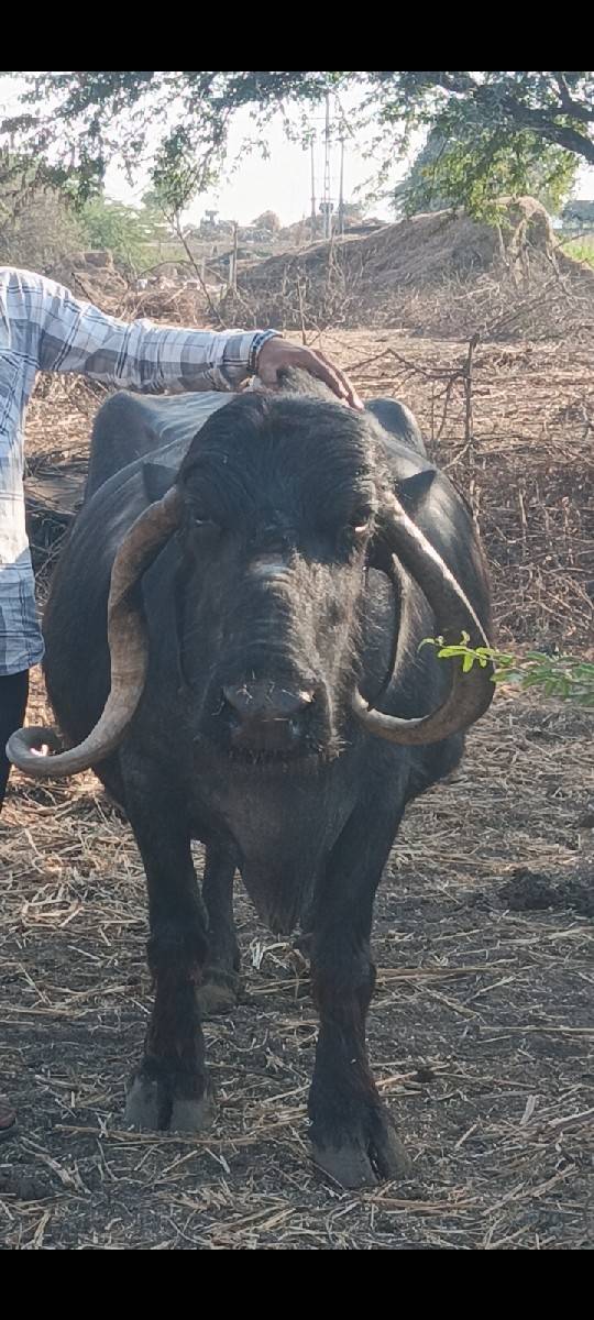 ભેંસ વેચવાની છે