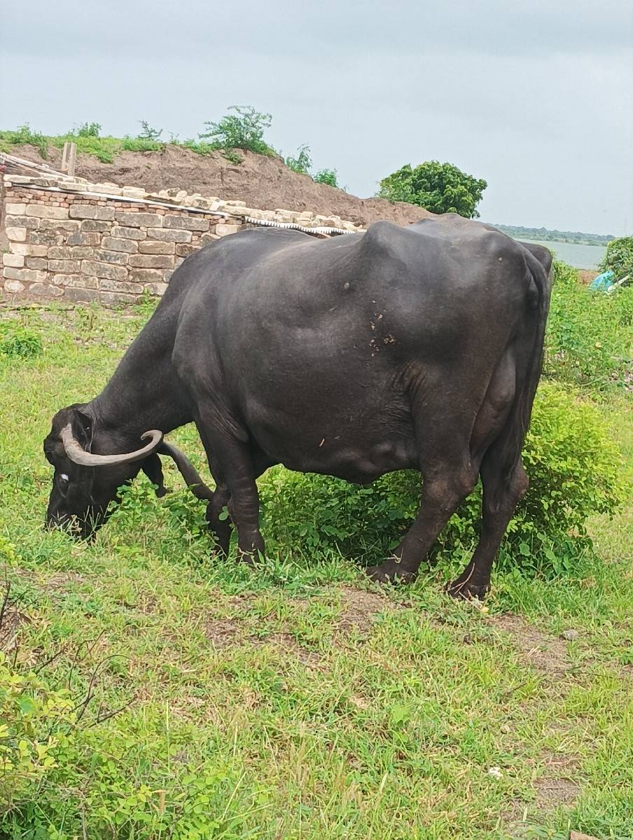 ભેંસ વેચવાની છે