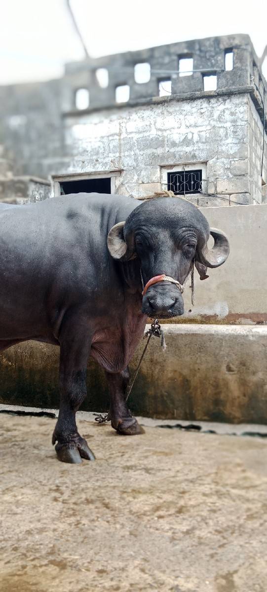 આ પાડો વેચવા નો છે