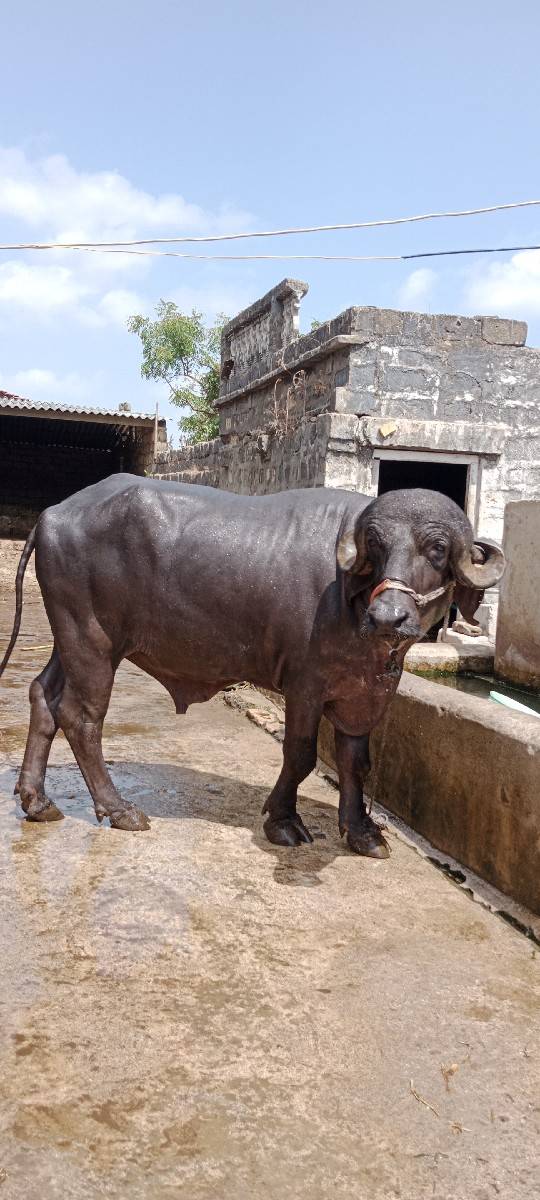 આ પાડો વેચવા નો છે