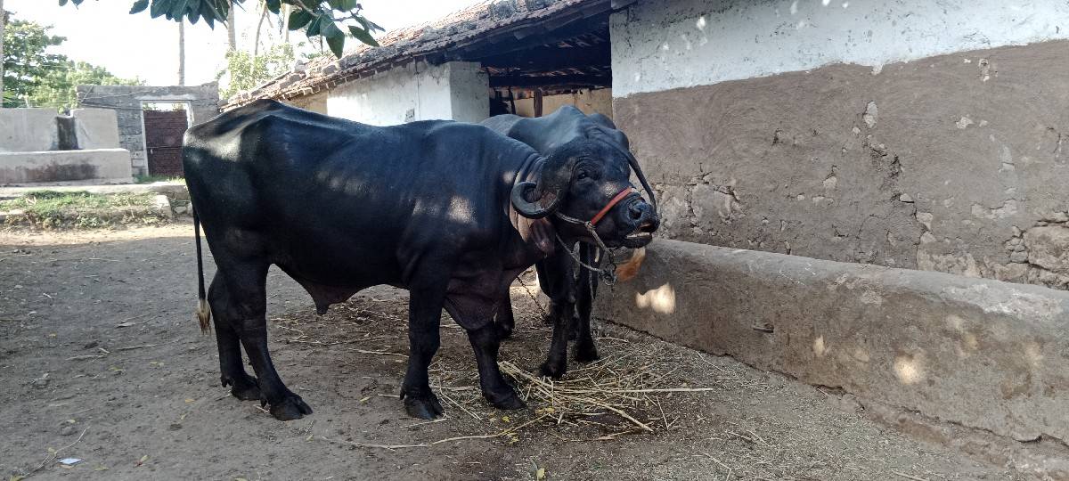 આ પાડો વેચવા નો છે