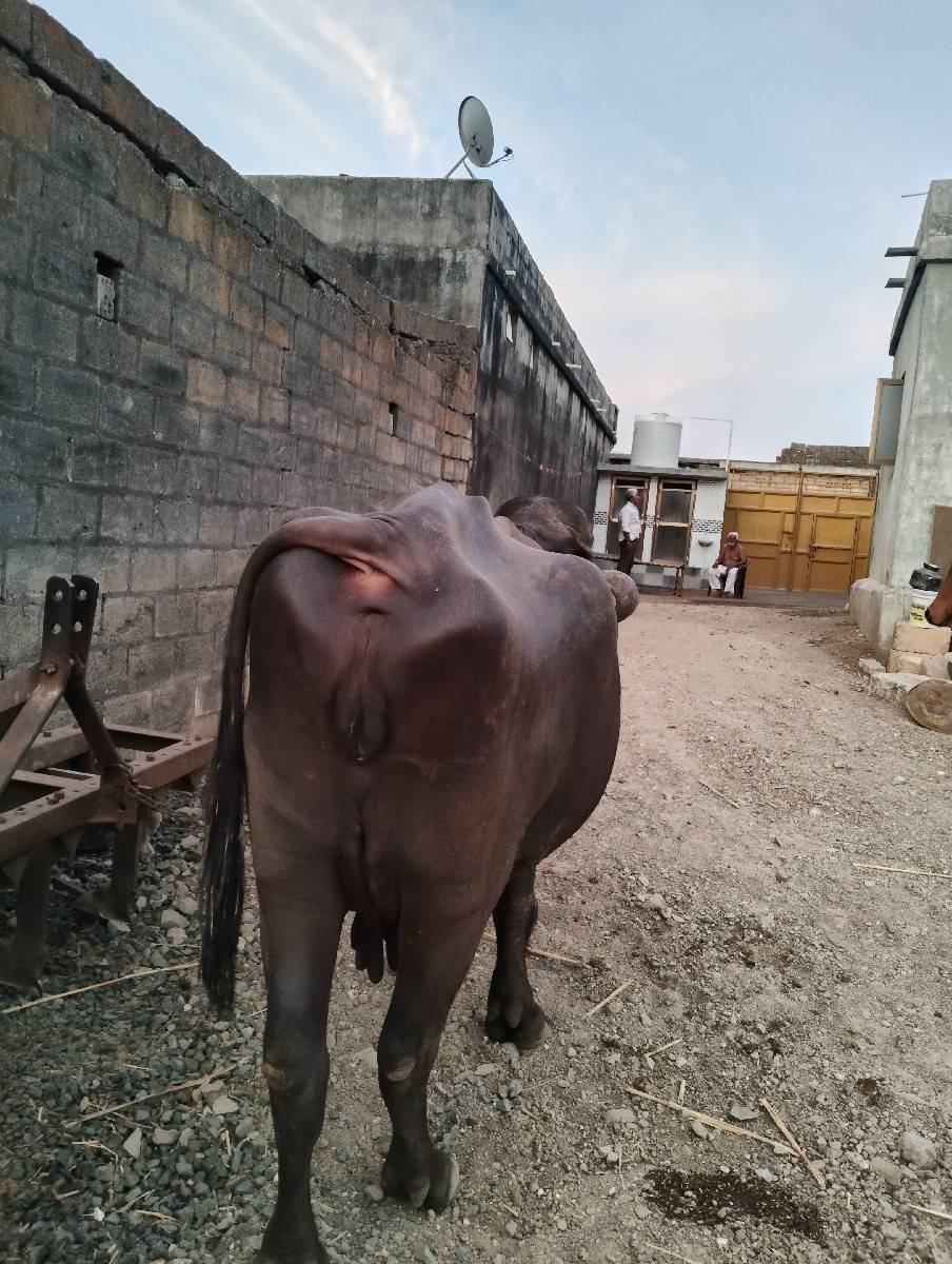 2 વેતર નું ખડેલું