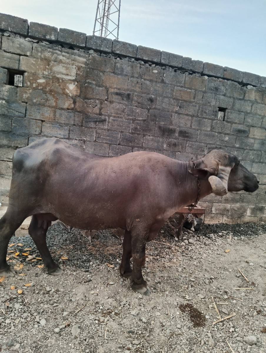 2 વેતર નું ખડેલું
