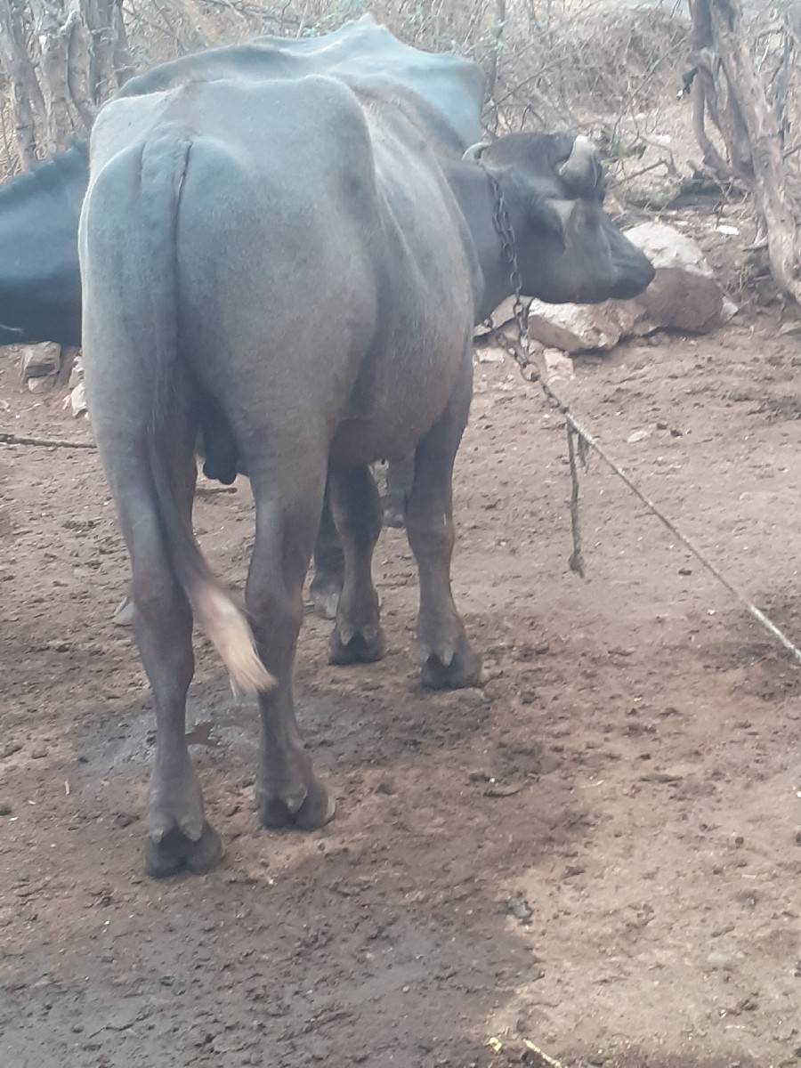 બની પાડો વેચવાનો છે