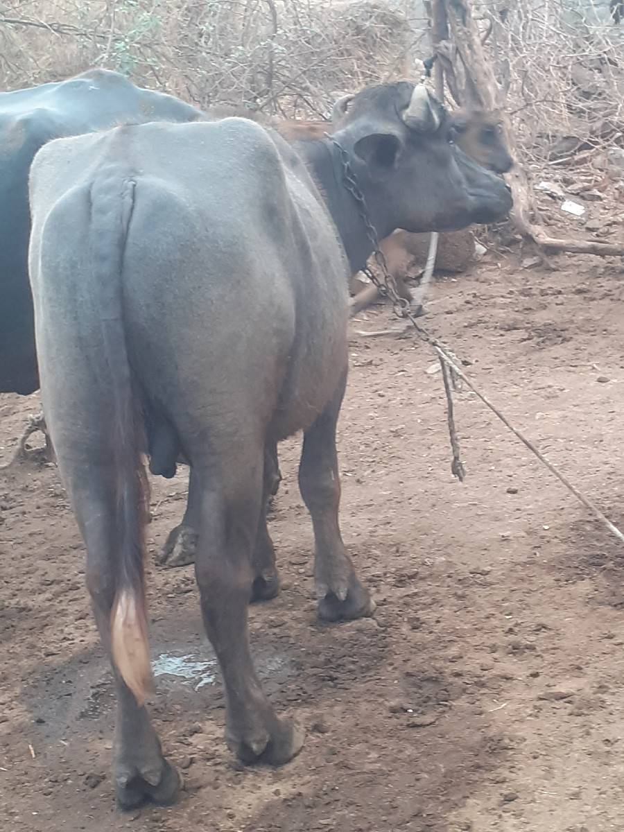 બની પાડો વેચવાનો છે