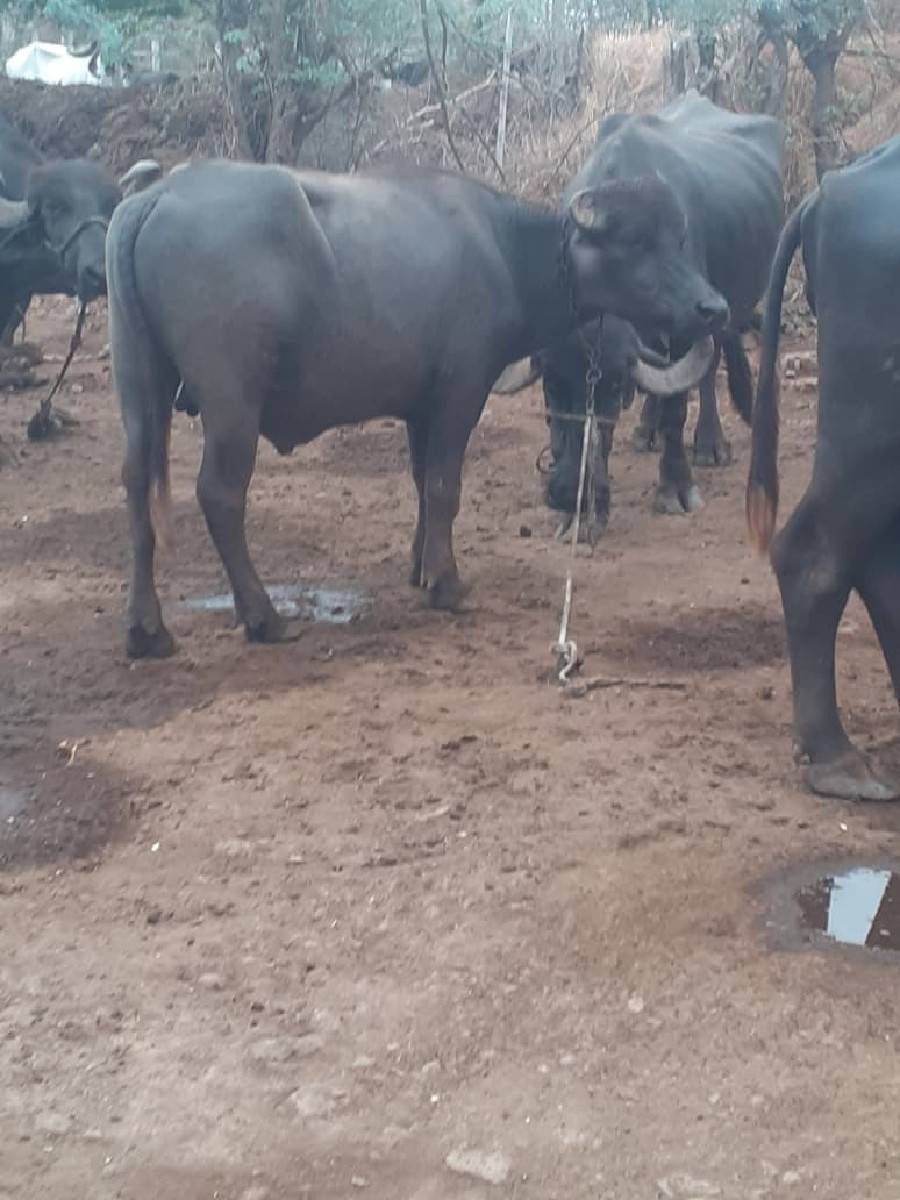 બની પાડો વેચવાનો છે