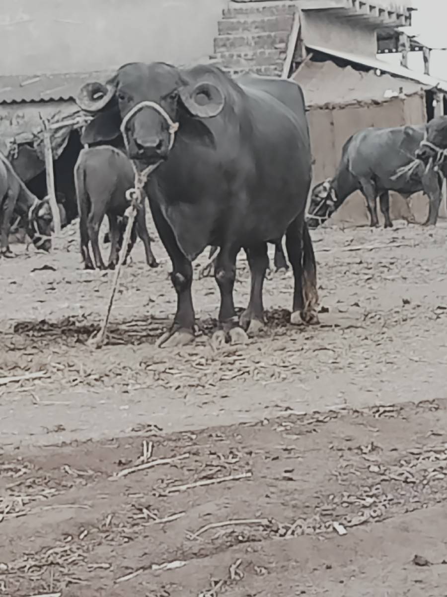 3 વેતર ભેંશ વેચવાની છે.