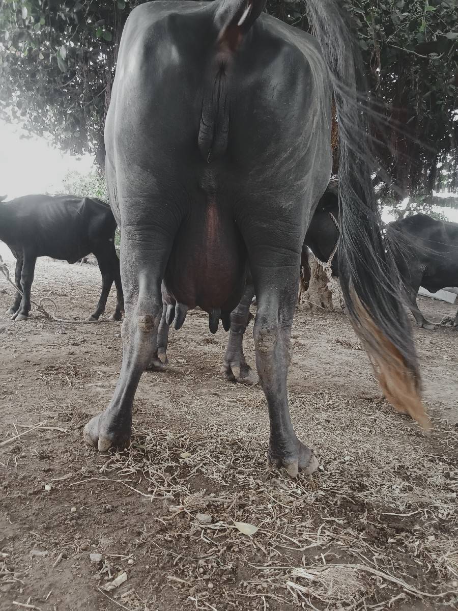 3 વેતર ભેંશ વેચવાની છે.