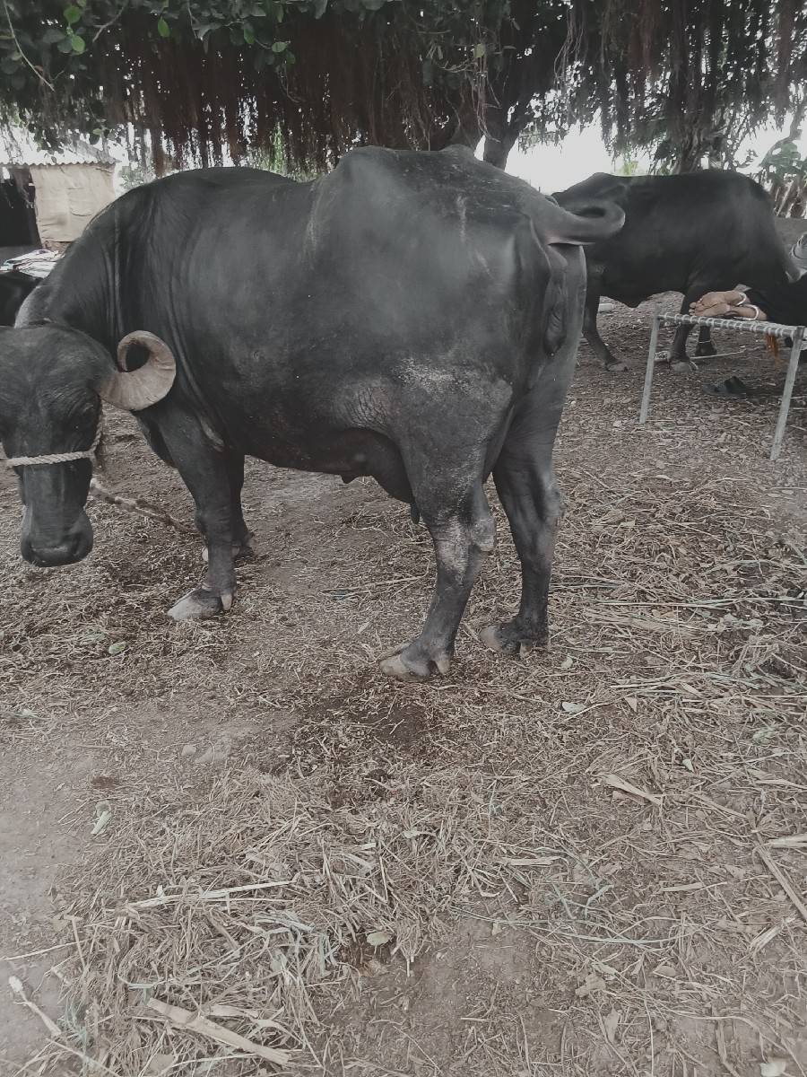 3 વેતર ભેંશ વેચવાની છે.