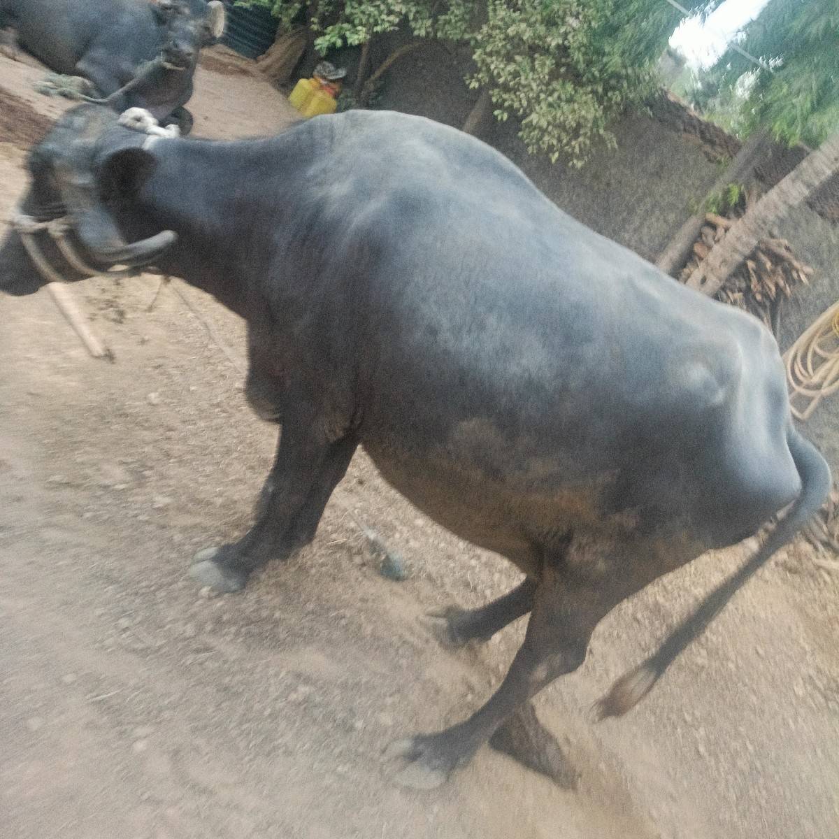 ભેંસ વેચવા ની છે