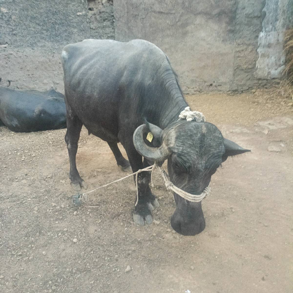 ભેંસ વેચવા ની છે