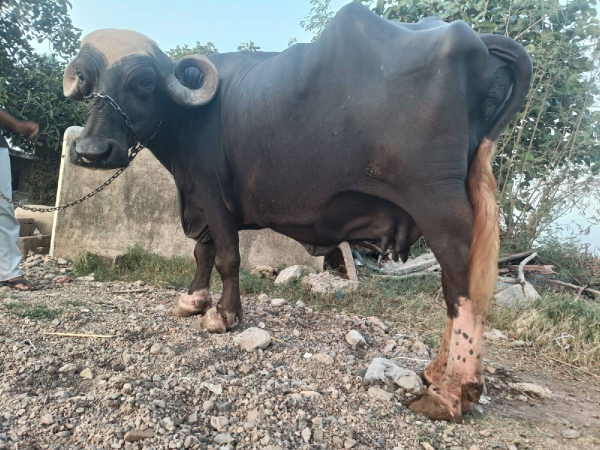 ઉચાય લંબાઈ પૂરી