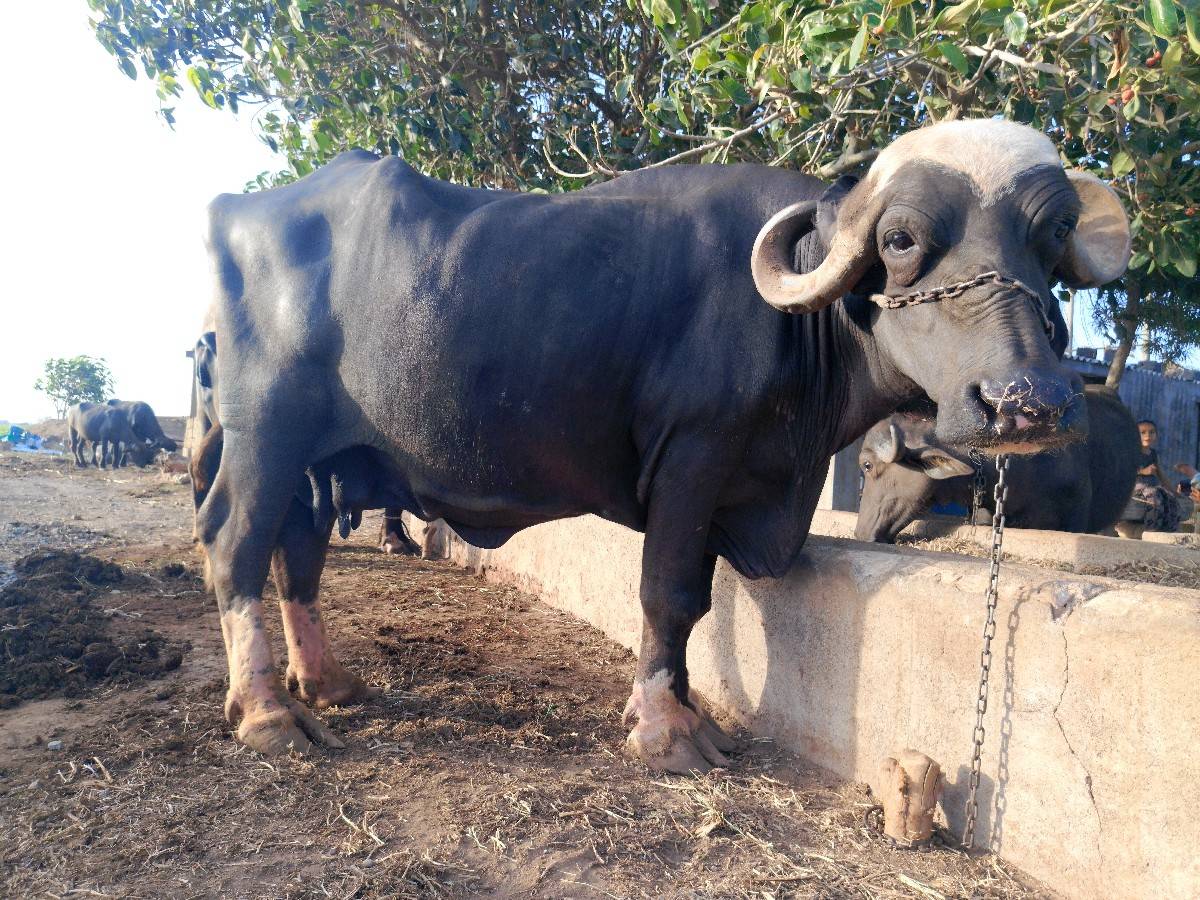ઉચાય લંબાઈ પૂરી