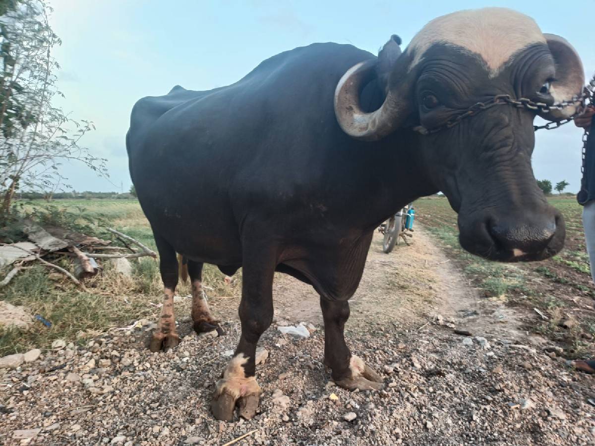 ઉચાય લંબાઈ પૂરી