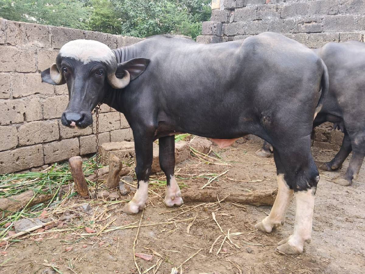 જાફરાબાદી ખડેલી વેશવાની છે.