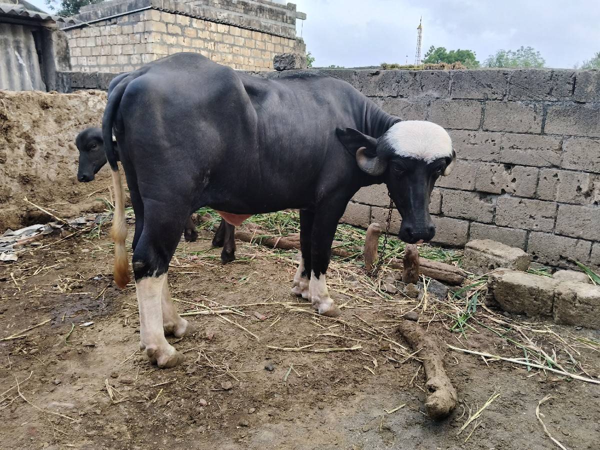 જાફરાબાદી ખડેલી વેશવાની છે.
