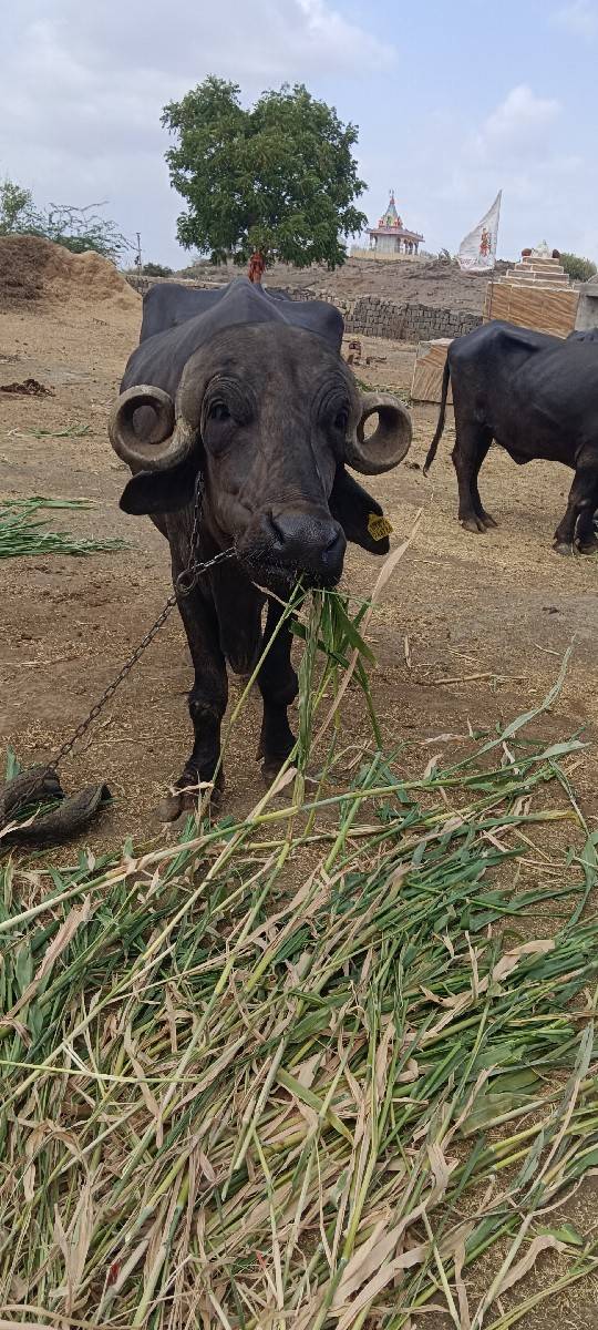 પહેલું વેતર ખડેલી