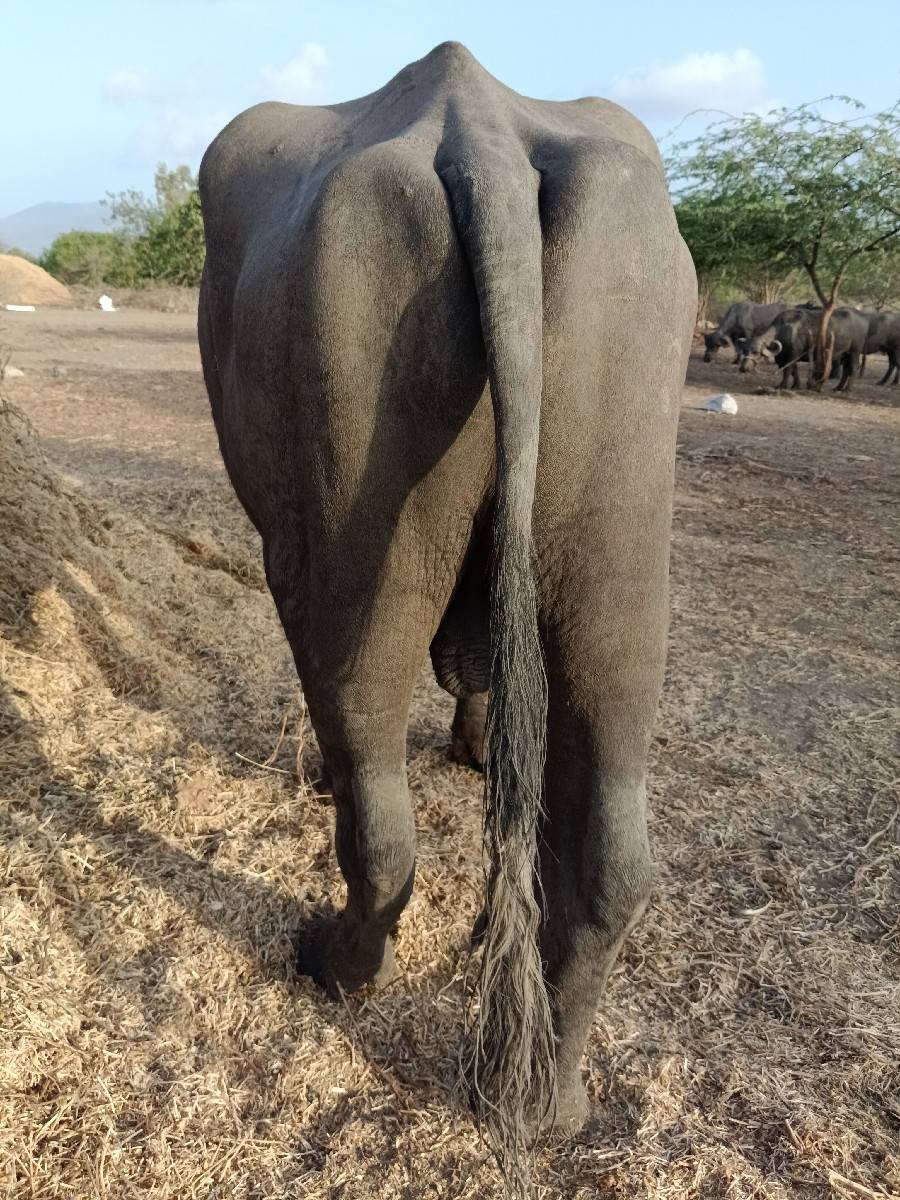 પાડો