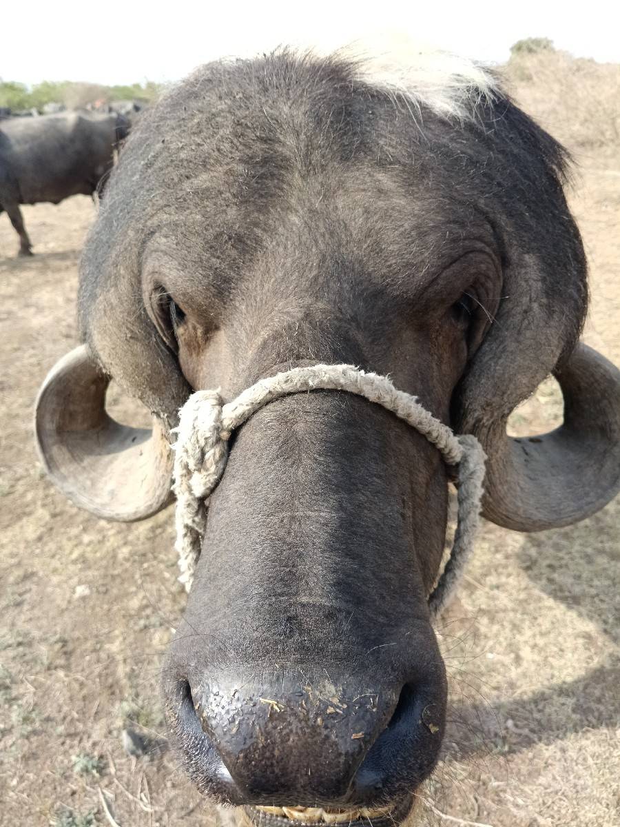 પાડો