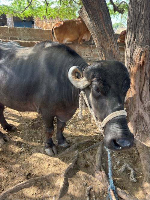 ભેંસ વેચવાનું ને છે