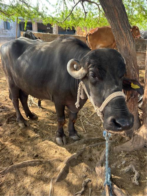 ભેંસ વેચવાનું ને છે