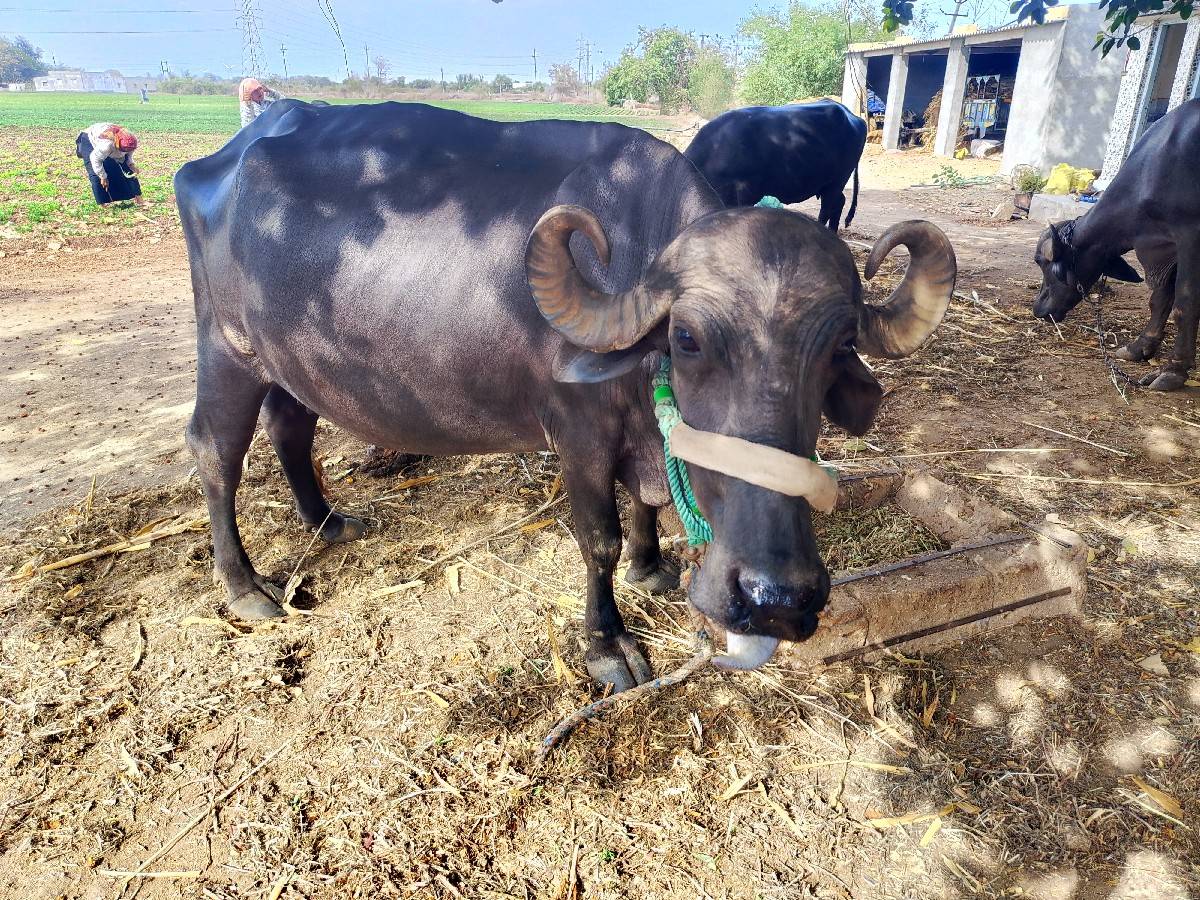 ભેંસ વેચવાની છે